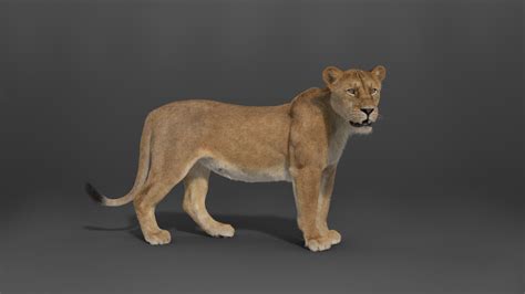 3d Female Lion Animated Turbosquid 2079133