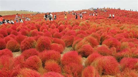 7 Exciting Ways To Enjoy Autumn In Japan: Autumn Leaves, Autumn Food, Autumn Festivals