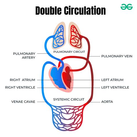 Human Circulatory System Organ Diagrams And Its Functions