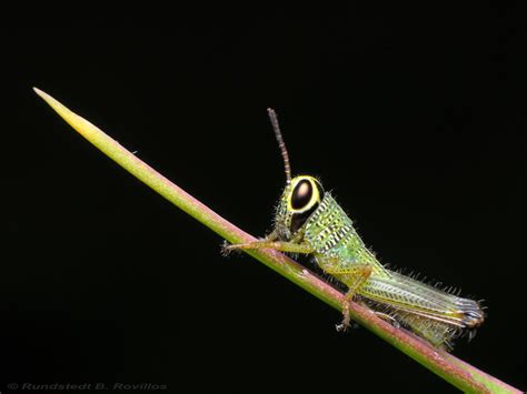 Happy Tipaklong Tuesday Po Grasshopper Is Tipaklo Flickr