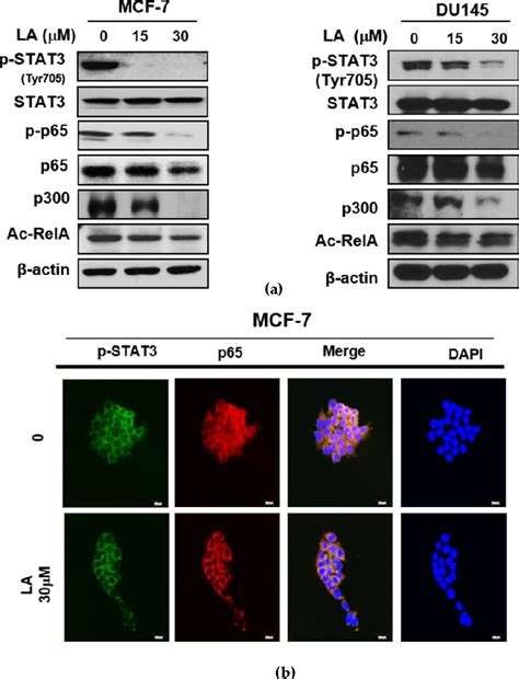 Figure 2 From Suppression Of Stat3 Phosphorylation And Relap65