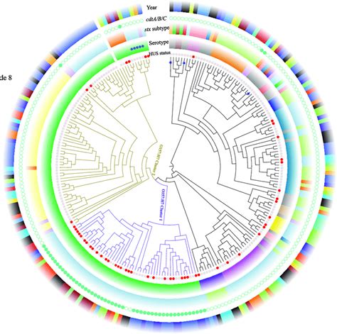 Whole Genome Phylogeny Of Shiga Toxin Producing Escherichia Coli Stec