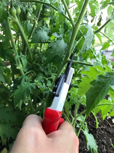 Comment Entretenir Les Pieds De Tomates Brown Fastally