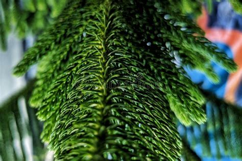 Araucaria Heterophylla Ist Eine Spezies Des Conifers Da Sein Name