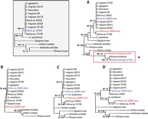 Unrooted Maximum Likelihood Trees Obtained With The Gtrg Model 5