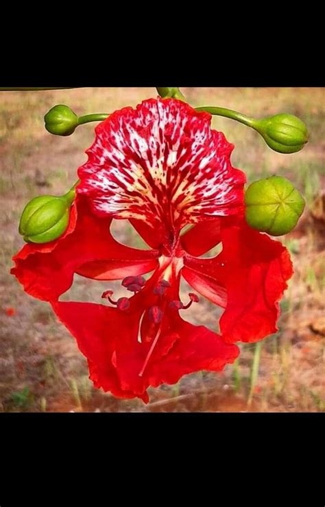 A Red And White Flower With Green Leaves