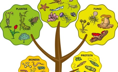 Cuales Son Los 5 Reinos De Los Seres Vivos Y Sus Caracteristicas Monera Protista Fungi Planta