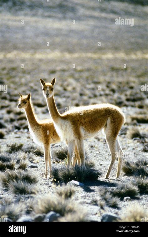 perù, peru, andes Stock Photo - Alamy