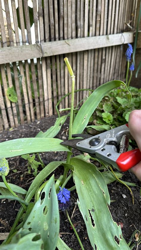Deadheading Tulips: How to Do It Right — Meadowlark Journal