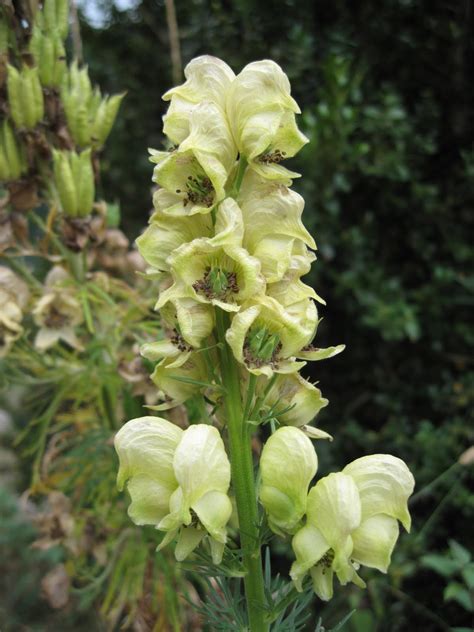 edmonsa: Aconitum anthora