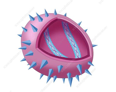 Virus Diagram - Stock Image - C027/9464 - Science Photo Library