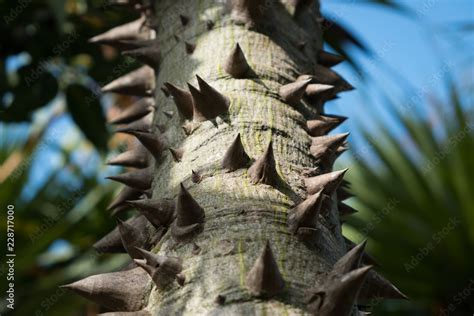 Spiny Bark Of Kapok Tree Thorn Tree Of Bombax Ceiba Closeup Sharp