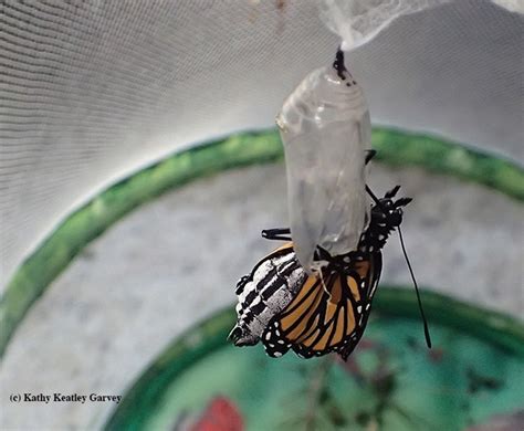 A Look Back At 2016 Monarch Butterflies Reigned Bug Squad Anr Blogs