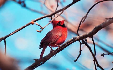 Red Cardinal Bird Wallpaper In Resolution - Bird Wallpaper Cardinals ...