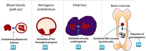 JDB Free Full Text Signaling By Retinoic Acid In Embryonic And