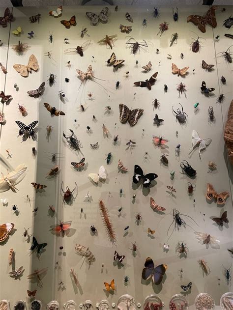 natural history museum | Beautiful bugs, Butterfly taxidermy, Bugs and ...