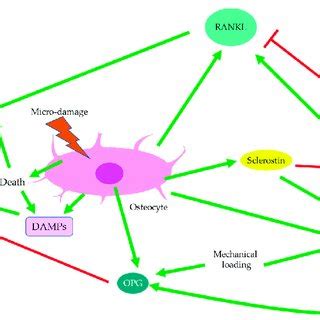 Regulation Of Osteoclasts Osteoclastogenesis Is Regulated Through The