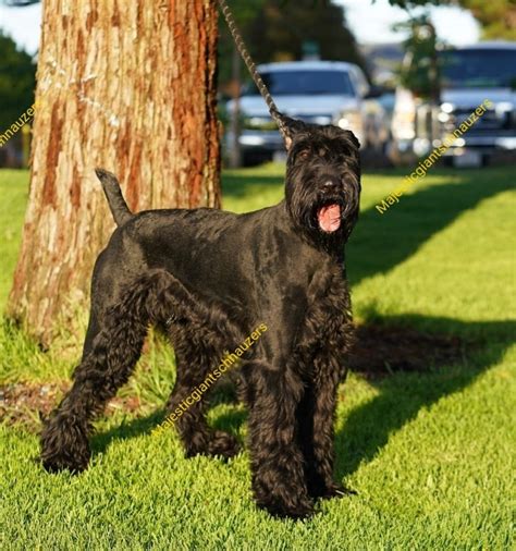 Majestic Giant Schnauzers Miniature Schnauzer Puppies For Sale In