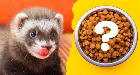 What To Feed Ferrets And How Often You Should Feed A Ferret