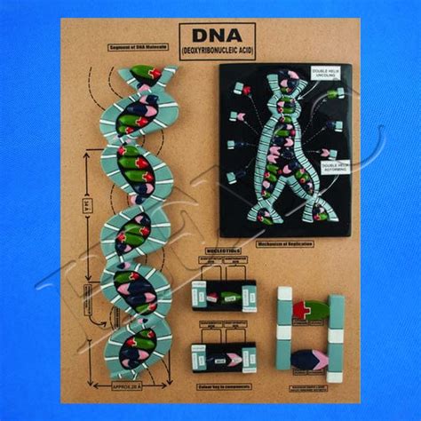 DNA Model on Board - Laboratory-Products