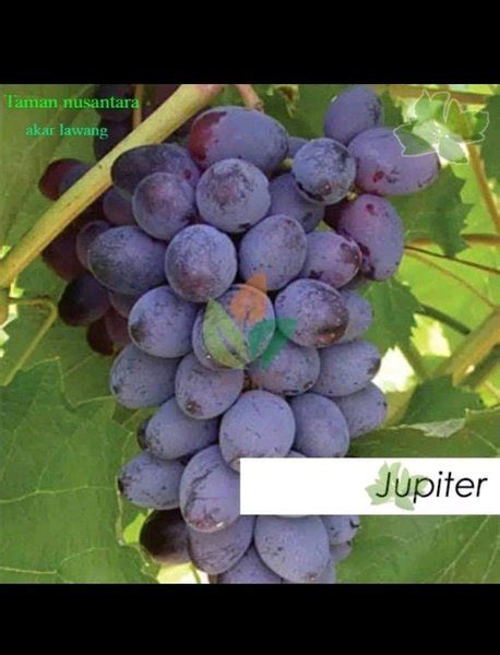 Jual Bibit Tanaman Anggur Import Jenis Jupiter Seedless Hasil Grafting