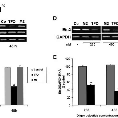 Downregulation Of Endogenous Ets2 Gene Expression By The Ets2 Tfo A