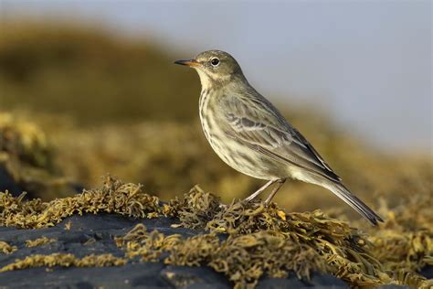 Rock Pipit By Christopher Bell Birdguides