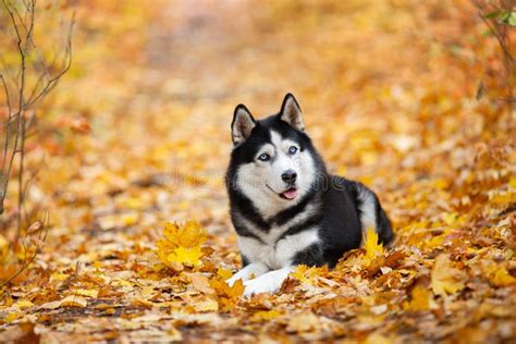 Bello Husky Siberiano Favorito In Bianco E Nero Che Si Siede Nelle