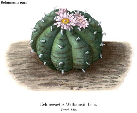 Schumann 1921 Echinocactus Williamsii Trouts Notes