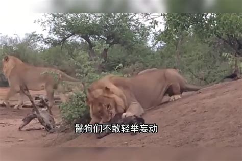 鬣狗抢食被狮王吓跑，结果又被豺狼掏肛，今天实在太惨了豺狼结果鬣狗