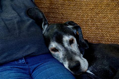 Senior Dogs, Part II: The Joys of Loving an Elderly Dog | VMBS News