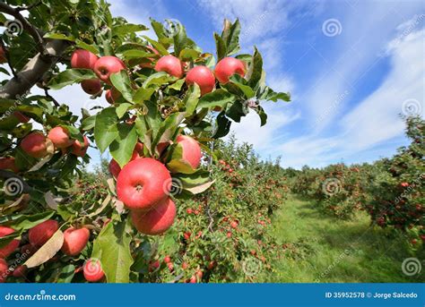 Apple Orchard Stock Photo Image Of Colorful Garden 35952578