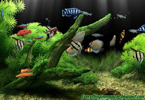 Dream Aquarium v1.234 | Full.v | Free Download | Everything In One