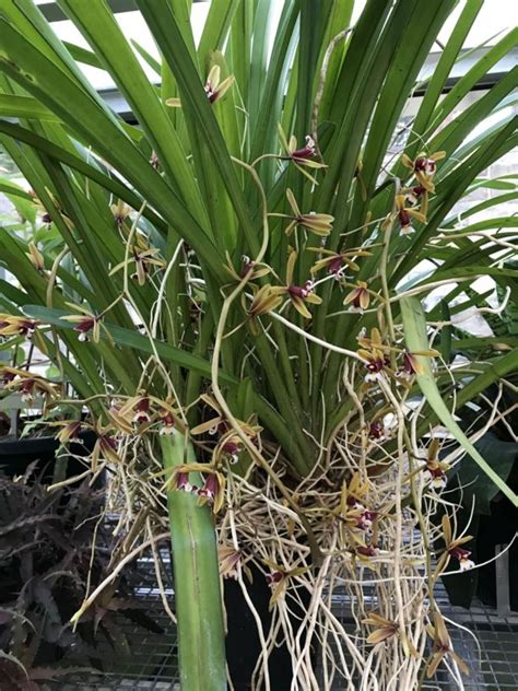 Cymbidium Finlaysonianum Royal Botanic Garden Sydney