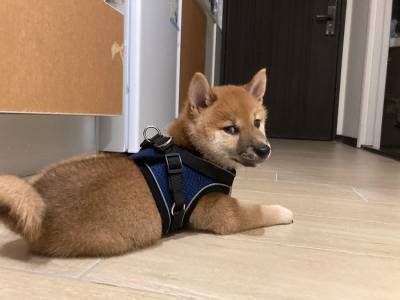 Macho E F Mea Shiba Inu Venda Braga