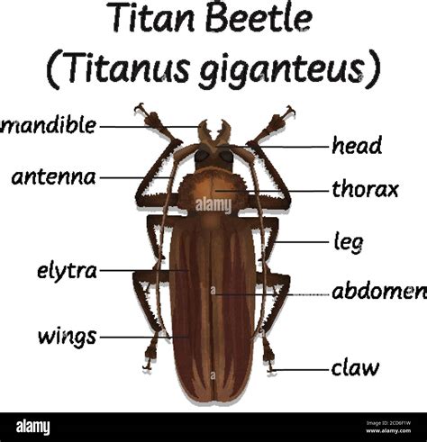 Beetle Muscular Anatomy Diagram