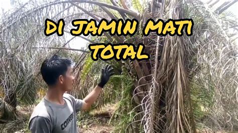 Cara Mematikan Pohon Kelapa Sawit Termudah Tanpa Menebang Youtube