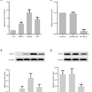 The Expression Of HULC Was Detected In HCC Cells A The Expression Of