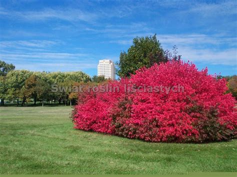 Trzmieliny Oskrzydlone Trzmielina Oskrzydlona Euonymus Alatus Timber