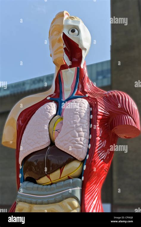 Human anatomy sculpture hi-res stock photography and images - Alamy