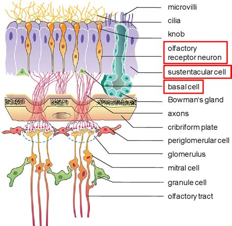 Olfactory Neuron