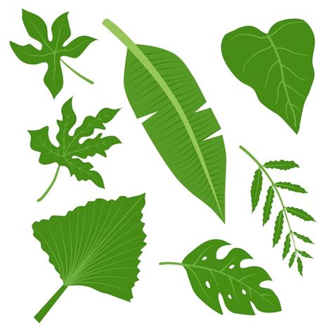 Premium Vector A Set Of Green Tropical Leaves Collection Of Banana Papaya Cassava Palm