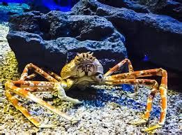 Fascinating world of Japanese spider crab habitat: - Spiders Perfect Guide