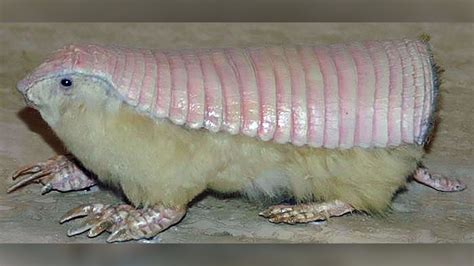 Is This 'Pink Fairy Armadillo' Real? | Snopes.com