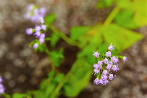 Pink Thoroughwort Plants Of Overton Park S Old Forest Memphis Tn