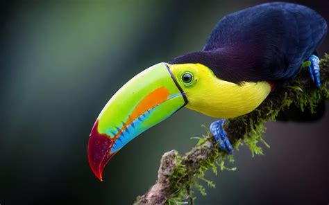 Toucan Bird Birds Hd Phone Wallpaper Peakpx Off