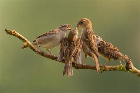 Crowd Results Small Brown Birds Bird Photo Contest Photocrowd