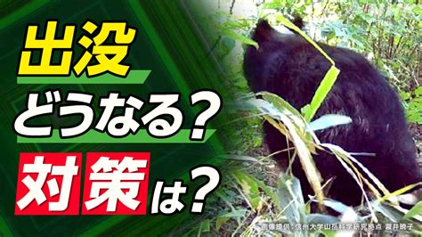 クマ出没ことしはどうなる？有効な対策とは？ 8月末までに昨年度を上回るペースで出没確認 Nhk Web特集 クマ被害