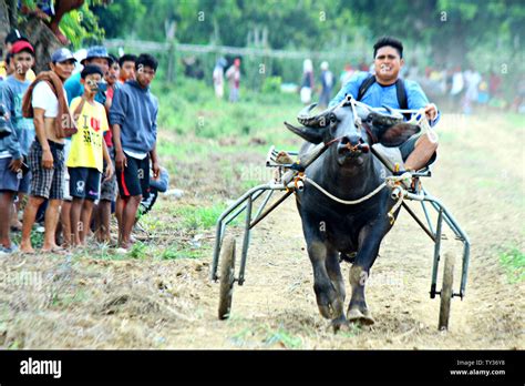 Carabao race hi-res stock photography and images - Alamy