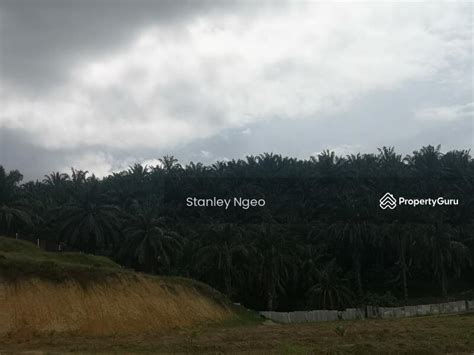 Agriculture Land Durian Farm Ipoh Kuala Kangsar Kota Lama Kanan